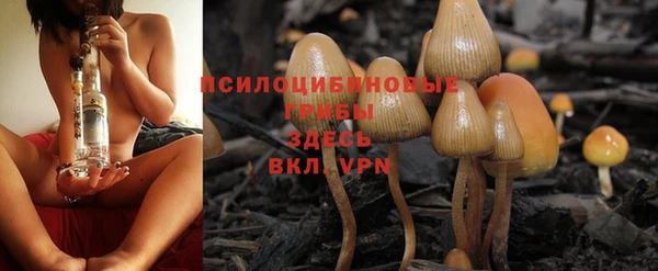 прущие грибы Абдулино